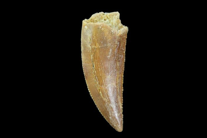 Serrated, Raptor Tooth - Real Dinosaur Tooth #94109